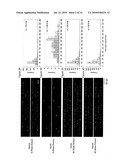 USE OF A CELLULAR EXTRACT FOR A MITOTIC REMODELING OF CHROMOSOMES diagram and image