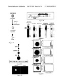 USE OF A CELLULAR EXTRACT FOR A MITOTIC REMODELING OF CHROMOSOMES diagram and image