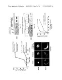 USE OF A CELLULAR EXTRACT FOR A MITOTIC REMODELING OF CHROMOSOMES diagram and image