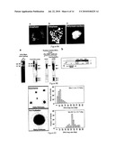USE OF A CELLULAR EXTRACT FOR A MITOTIC REMODELING OF CHROMOSOMES diagram and image