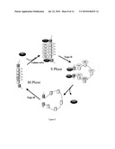 USE OF A CELLULAR EXTRACT FOR A MITOTIC REMODELING OF CHROMOSOMES diagram and image