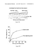 USE OF A CELLULAR EXTRACT FOR A MITOTIC REMODELING OF CHROMOSOMES diagram and image