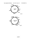 PLURIPOTENT STEM CELLS OBTAINED BY NON-VIRAL REPROGRAMMING diagram and image