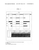 USE OF A TERNARY MATRIX AS AN ADAPTER FOR MOLECULAR BIOLOGICAL INFORMATION, AND A METHOD TO SEARCH AND TO VISUALIZE MOLECULAR BIOLOGICAL INFORMATION STORED IN AT LEAST ONE DATABASE diagram and image