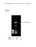 MICROARRAY SYSTEMS AND METHODS FOR IDENTIFYING DNA-BINDING PROTEINS diagram and image