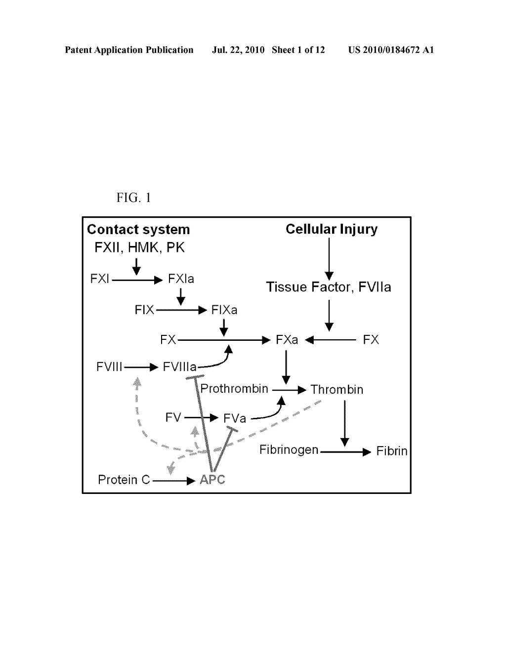 PROTEIN C FOR USE IN MAINTAINING HEMOSTASIS - diagram, schematic, and image 02