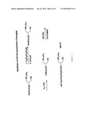 Compositions and Methods for Double-Targeting Virus Infections and Targeting Cancer Cells diagram and image