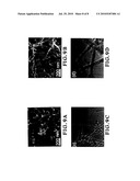 MECHANICALLY ROBUST, ELECTRICALLY CONDUCTIVE ULTRALOW-DENSITY CARBON NANOTUBE-BASED AEROGELS diagram and image