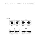 Stereoscopic Image Display System and Projection-Type Image Display Apparatus diagram and image