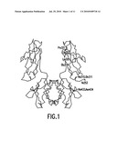 MOLECULES WITH EXTENDED HALF-LIVES, COMPOSITIONS AND USES THEREOF diagram and image