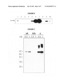 Meningococcal vaccines including hemoglobin receptor diagram and image