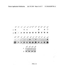 PORIN B (PorB) AS A THERAPEUTIC TARGET FOR PREVENTION AND TREATMENT OF INFECTION BY CHLAMYDIA diagram and image