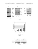 PHARMACEUTICAL COMPOSITION AND PHARMACEUTICAL KIT FOR THE TREATMENT OF HEPATOCELLULAR CARCINOMA diagram and image