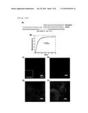 FLUORESCENCE-PRODUCING MOLECULE diagram and image