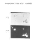 Materials and Methods for Screening, Diagnosis and Prognosis of Conditions Associated With Stat Protein Expression diagram and image