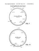 ACID FUNGAL PROTEASES diagram and image