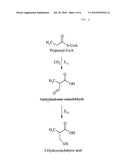  ENZYME FOR THE PRODUCTION OF METHYLMALONYL-COENZYME A OR ETHYLMALONYL-COENZYME A AND USE THEREOF diagram and image