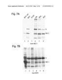 Functional Mutations In Respiratory Syncytial Virus diagram and image