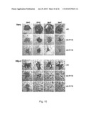 Functional Mutations In Respiratory Syncytial Virus diagram and image