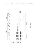 Functional Mutations In Respiratory Syncytial Virus diagram and image