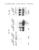 Functional Mutations In Respiratory Syncytial Virus diagram and image