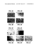 Methods of Rejuvenating Cells In Vitro and In Vivo diagram and image