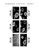 Methods of Rejuvenating Cells In Vitro and In Vivo diagram and image