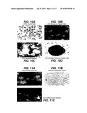 Methods of Rejuvenating Cells In Vitro and In Vivo diagram and image