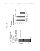 PROGNOSTIC FACTOR IN SARCOMA, AND METASTASIS INHIBITOR diagram and image