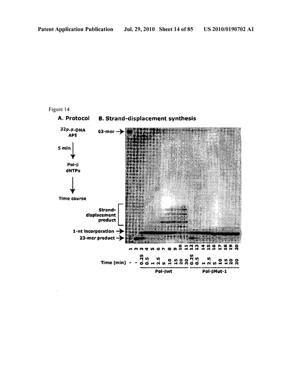 Compositions and Methods of Treating Neoplasia - diagram, schematic, and image 15