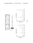 PEPTIDES SPECIFIC FOR HUMAN BLOOD OUTGROWTH ENDOTHELIAL CELLS diagram and image