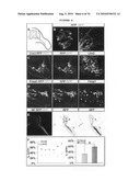 Generation of brachial, thoracic and lumbar spinal motor neurons from embryonic stem cells in the absence of all-trans retinoic acid supplement diagram and image
