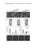 Generation of brachial, thoracic and lumbar spinal motor neurons from embryonic stem cells in the absence of all-trans retinoic acid supplement diagram and image