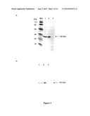 Engineered scFv against Bovine Herpes Virus Type I diagram and image