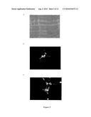 Engineered scFv against Bovine Herpes Virus Type I diagram and image