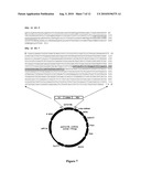 Engineered scFv against Bovine Herpes Virus Type I diagram and image