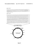 Engineered scFv against Bovine Herpes Virus Type I diagram and image