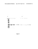 Engineered scFv against Bovine Herpes Virus Type I diagram and image