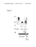 Nontypeable Haemophilus Influenzae Virulence Factors diagram and image