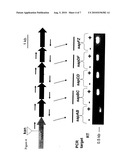 Nontypeable Haemophilus Influenzae Virulence Factors diagram and image