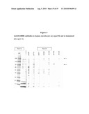 BASB006 POLYPEPTIDES FROM NEISSERIA MENINGITIDIS AND IMMUNOGENIC COMPOSITIONS THEREOF diagram and image