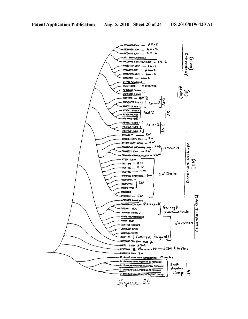 IMMUNOGENIC COMPOSITIONS, VACCINES AND DIAGNOSTICS BASED ON CANINE DISTEMPER VIRUSES CIRCULATING IN NORTH AMERICAN DOGS - diagram, schematic, and image 21