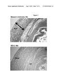 USES OF IMMUNOLOGICALLY MODIFIED SCAFFOLD FOR TISSUE PREVASCULARIZATION CELL TRANSPLANTATION diagram and image