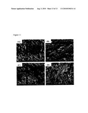 CALCIUM SILICATE-BASED COMPOSITE CEMENT AND METHODS FOR THE PREPARATION diagram and image