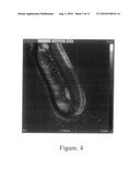 NOVEL PEPTIDES AND METHODS FOR PRODUCING THEM diagram and image