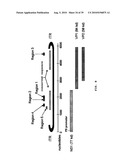 HUMAN ERYTHROVIRUS diagram and image