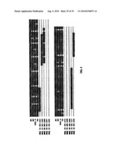 HUMAN ERYTHROVIRUS diagram and image