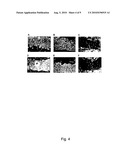 PEPTIDES, ANTIBODIES AND FRAGMENTS THEREOF FOR THE TREATMENT AND DIAGNOSTIC OF CELIAC DISEASE diagram and image