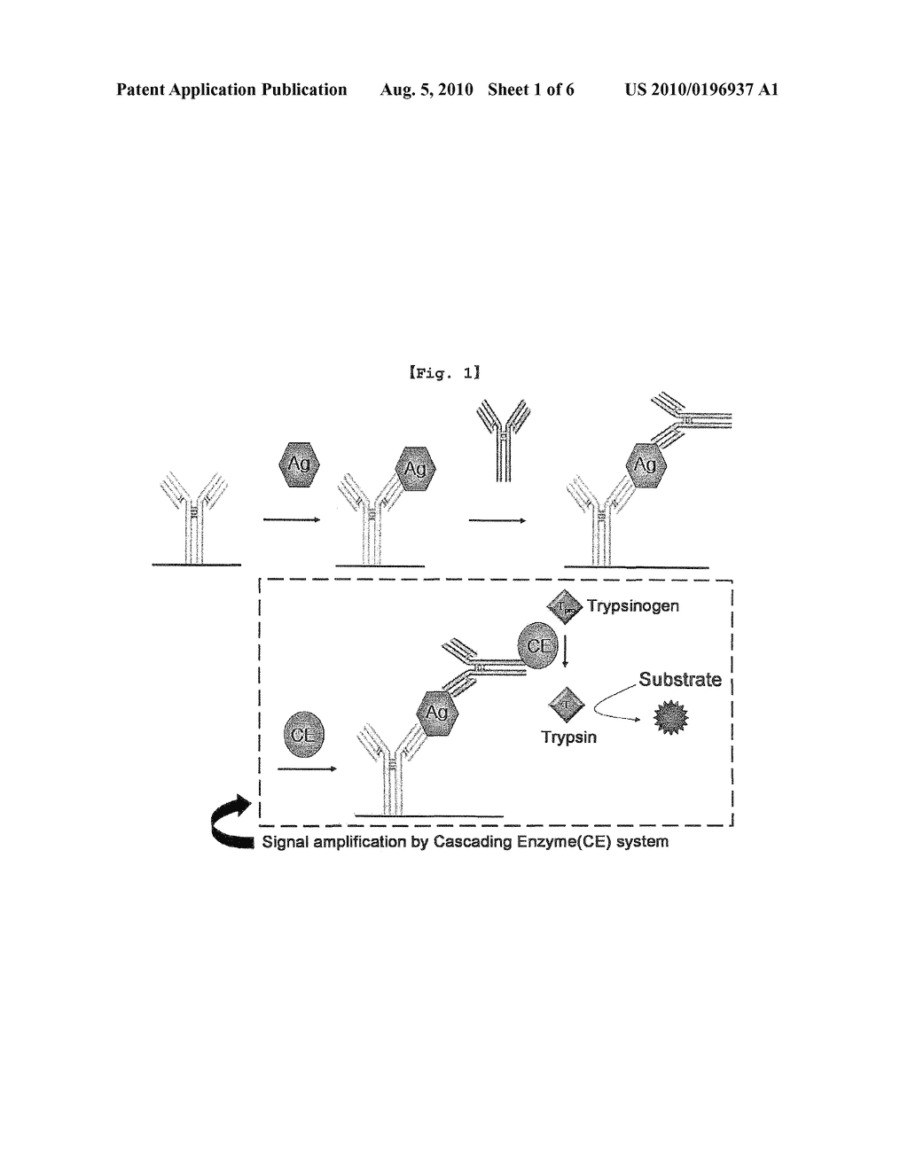 CASCADE ENZYME-LINKED IMMUNOSORBENT ASSAY - diagram, schematic, and image 02
