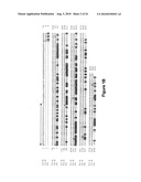 IDENTIFICATION AND CHARACTERIZATION OF RACEMASES, DEFINITION OF PROTEIN SIGNATURES, AND A TEST FOR DETECTING D-AMINO ACID AND FOR SCREENING MOLECULES CAPABLE OF INHIBITING THE ACTIVITY OF RACEMASE, ESPECIALLY PROLINE RACEMASE diagram and image